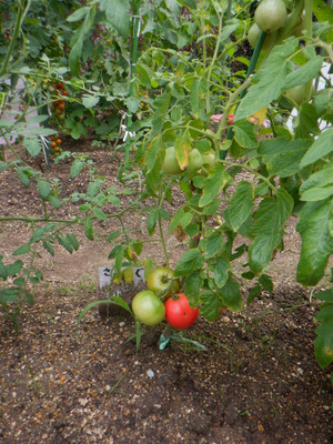 Dscf2390