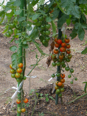Dscf2392