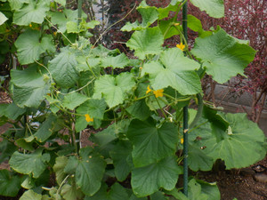 Dscf2393_2