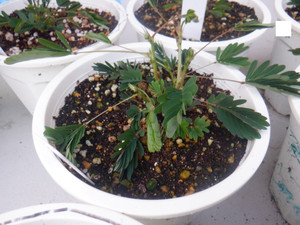 Dscf2418_2