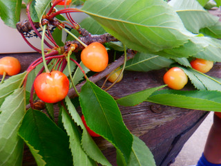 Dscf1311