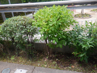 Dscf8794_2